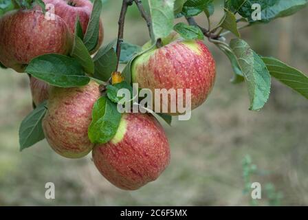 Apfel, Malus domestica Altlaender Pfannkuchenapfel, Apfel, Malus domestica Altlaender Pfannkuchen Apfel Stockfoto