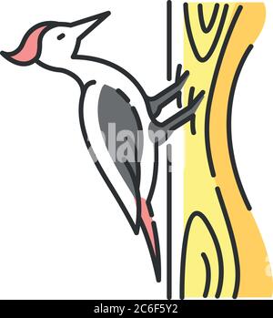 RGB-Farbsymbol für Specht. Gewöhnlicher Vogel, Waldbewohner, fliegende Waldkreatur. Zoologie, Ornithologie. Pecker auf Baum sitzen isoliert Vektor illu Stock Vektor