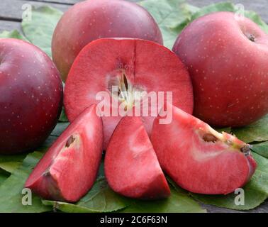 Apfel, Malus domestica Baya Marisa, Apfel, Malus domestica Baya Marisa Stockfoto