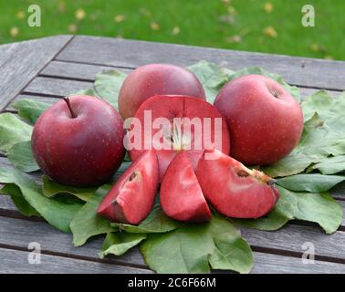 Apfel, Malus domestica Baya Marisa, Apfel, Malus domestica Baya Marisa Stockfoto