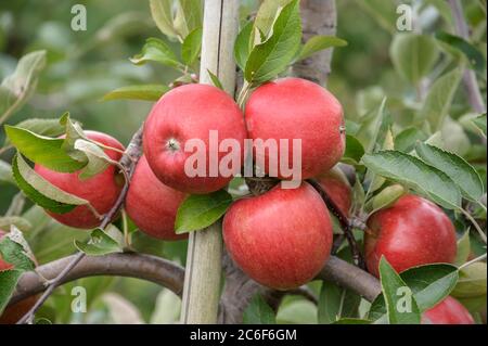 Apfel, Malus domestica Braeburn - Schneider, Apfel, Malus domestica Braeburn - Schneider Stockfoto