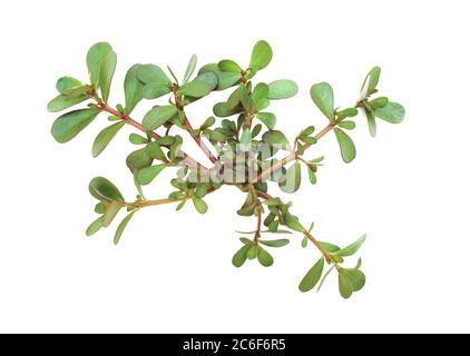 Portulaca oleracea (gemeine Purslane, Verdolaga, rote Wurzel, Pursley) auf weißem Hintergrund. Es wird als traditionelle chinesische Heilkräuter (Ma Chi Xian Stockfoto