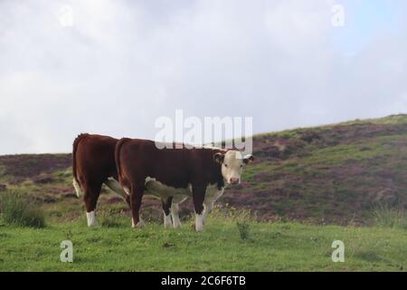 Zwei braune Kühe mit weißem Gesicht stehen auf dem Feld Stockfoto