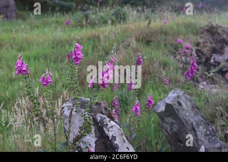 Rosa Fuchshandschuhe von Felsen mit grünem Gras Hintergrund Stockfoto