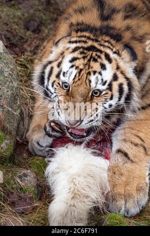 Junger männlicher Amur (sibirischer) Tiger beim Essen Stockfoto