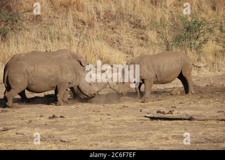 Zwei Nashörner kämpfen im Pilanesberg National Park, Südafrika Stockfoto