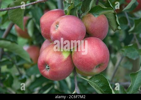 Apfel, Malus domestica Jonagold - Novajo, Apfel, Malus domestica Jonagold - Novajo Stockfoto