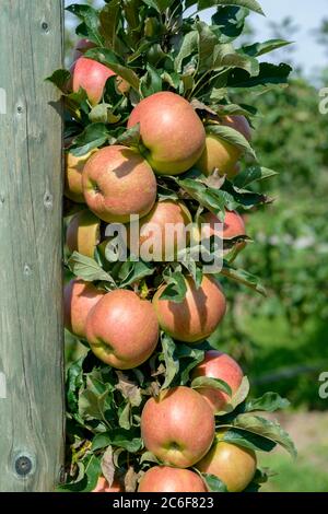 Saeulen-Apfel, Malus domestica Jucunda, Säulenapfel, Malus domestica Jucunda Stockfoto