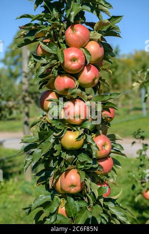 Saeulen-Apfel, Malus domestica Jucunda, Säulenapfel, Malus domestica Jucunda Stockfoto