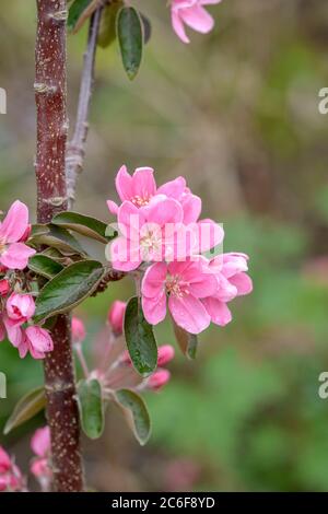 Saeulen-Apfel, Malus domestica Maystole, Säulenapfel, Malus domestica Maystole Stockfoto