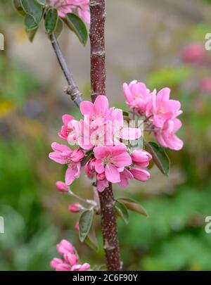 Saeulen-Apfel, Malus domestica Maystole, Säulenapfel, Malus domestica Maystole Stockfoto