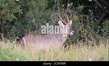 Wasserbuck beim Grasen im Pilanesberg National Park & Game Reserve Südafrika Stockfoto