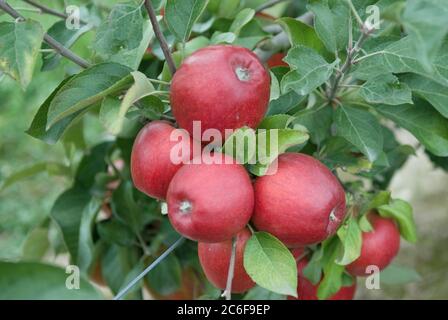 Apfel, Malus domestica Pilot, Apfel, Malus domestica Pilot Stockfoto