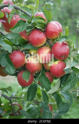 Apfel, Malus domestica Pilot, Apfel, Malus domestica Pilot Stockfoto