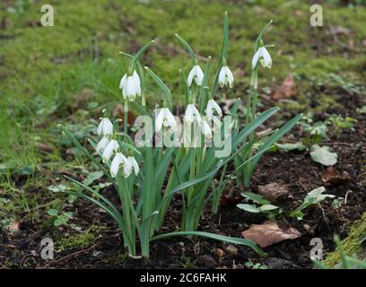 Schneeglöckchen, Galanthus nivalis, blühend im Garten, Worcestershire, UK. Stockfoto