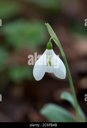 Schneeglöckchen, Galanthus nivalis, einzelne Blume der Sorte 'Grumpy', blühend im Garten, Worcestershire, Großbritannien. Stockfoto