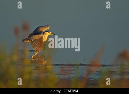 Erwachsene schwarz-gekrönte Nachtreiher fliegen in frühen goldenen Licht Stockfoto