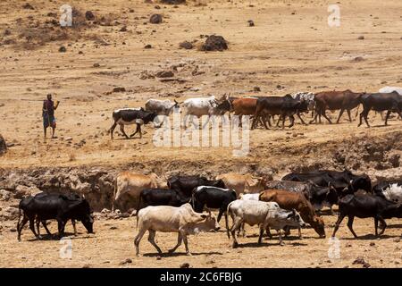 Ngorongoro, Tansania - 23. September 2012: Ein junger Mann aus Massai-Stamm treibt seine Kuhherde zu Wasser trinken in der Ngorongoro-Kistental. Stockfoto