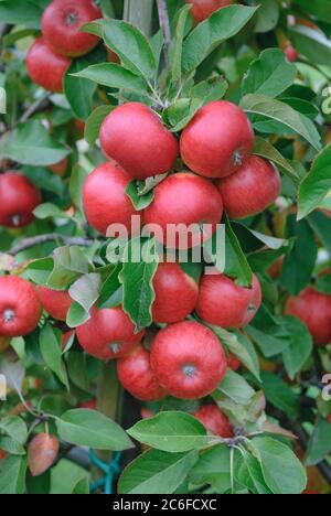 Apfel, Malus domestica Topaz, Apfel, Malus domestica Topaz Stockfoto