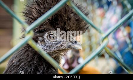 Wütend aussehende schwarze gefiederte Huhn hinter einem Zaun gefangen Stockfoto