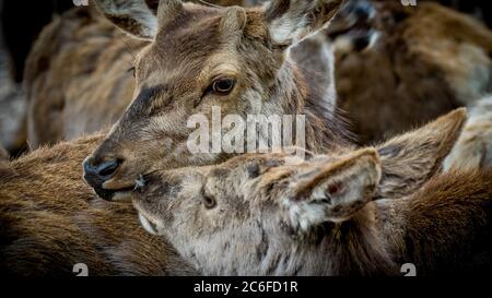 Zwei braune Rehe kuscheln Stockfoto