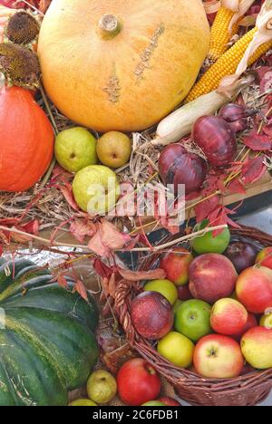 Ernte, Apfel , Malus domestica, Kuerbis, CucurbitaZwiebel, Ernte, Apfel, Malus domestica, Kürbis, Cucurbita Zwiebel Stockfoto