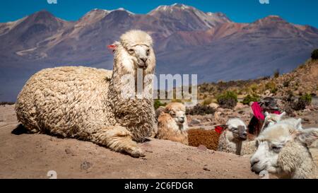 Weißer Alpaka blickt in die Kamera, umgeben von mehreren Lamas in verschiedenen Farben mit Ohrmarkierungen auf staubigen Boden im Vordergrund, farbiger Berg Stockfoto