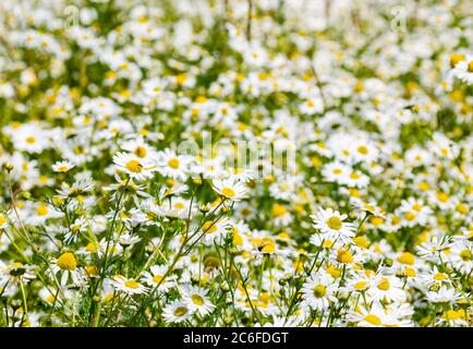 Blumenwiesenfeld mit Mayweed-Blüten oder Maiskamille (Anthemis arvensis) im Sommer Sonnenschein, East Lothian, Schottland, UK Stockfoto