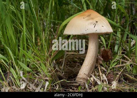 Essbarer Pilz Amanita crocea auf der Wiese am Rande eines Laubwaldes. Bekannt als Saffron Ringless Amanita oder Orange Grisette. Stockfoto