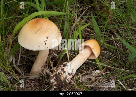 Essbarer Pilz Amanita crocea auf der Wiese am Rande eines Laubwaldes. Bekannt als Saffron Ringless Amanita oder Orange Grisette. Stockfoto