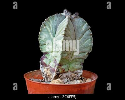 Dreiundzwanzig Jahre alte Pflanze, Kaktus Astrophytum myriostigma, mit Knospen auf der Krone, isoliert auf schwarzem Hintergrund, Nahaufnahme, Makroaufnahme Stockfoto