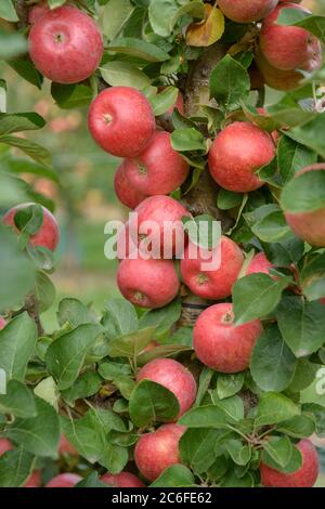 Saeulen-Apfel, Malus domestica CAMPANILO® PRIMO, Pillar Apple, Malus domestica CAMPANILO® PRIMO Stockfoto