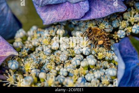 Scharfe Nahaufnahme einer pelzigen Honigbiene, die Pollen auf einer blauen und violetten Hortensia macrophylla sammelt Stockfoto