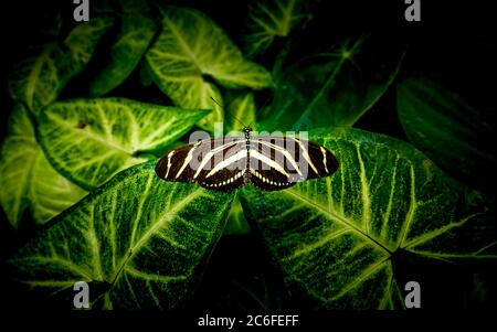 Nahaufnahme eines Zebra-Langflügels (Heliconius charthonia) Schmetterlings, der auf einem grünen Blatt mit perfekter Tarnung ruht Stockfoto