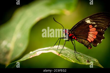 Nahaufnahme eines Iphidamas cattleheart (parides iphidamas) Schmetterlings, der auf einem grünen Blatt ruht Stockfoto