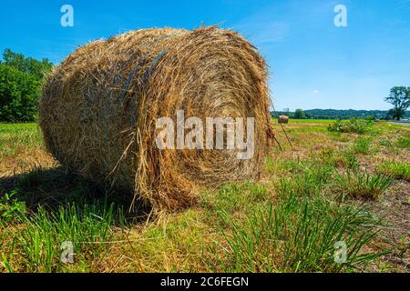 Golden Stroh rollte in einen Zylinder, um einen Ballen Heu im Freien eines grünen Grasfeldes im Süden von Illinois an einem sonnigen Sommertag gelagert zu machen. Stockfoto