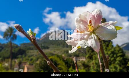 Pastellfarbene Apfelblüte mit frischen Knospen vor dem fruchtbaren Tal von soller auf mallorca Stockfoto