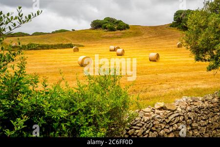 Eine Gruppe von Heuballen wurde auf einem frisch geschnittenen gelben Feld in einer wunderschönen Landschaft verteilt Stockfoto