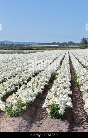 Osterlilien 'Lillium longiflorum' Farm, Nordküste von Kalifornien. Stockfoto