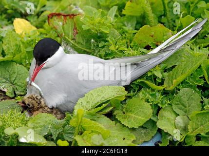 Arktischseeschwalbe am Nestplatz mit Küken Stockfoto