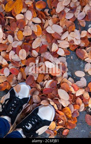 Nahaufnahme der Füße in Jeans und Sneakers auf Herbst goldenes und rotes Laub in einem Park Stockfoto