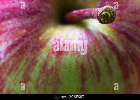 Die Makroaufnahme eines frisch gepflückten Erbbauapfels (Malus domestica) zeigt seine Spuren und Schattierungen. Stockfoto