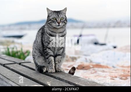 Graue Katze steht auf einer Holzbank am Meer, Küstenlandschaft Stockfoto