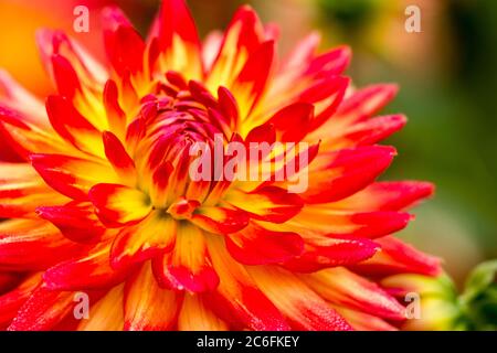 Rote Dahlia Blume mit Morgen Tau - Makro-Aufnahme Stockfoto