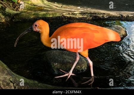 Nahaufnahme eines rosa Ibis oder scharlachroten Ibis (Eudocimus ruber) Stockfoto