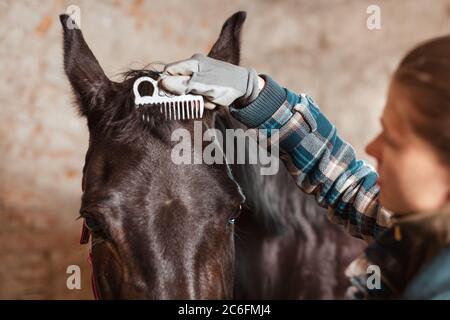 Das Mädchen kämmt die Mähne eines Pferdes mit einem schönen grauen Kamm mit einem Pferdekopf. Hände in grauen Handschuhen. Die konus kümmert sich um das Lorbeerpferd. Stockfoto