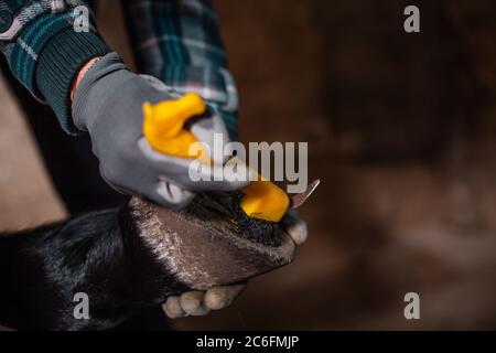 Ein Mädchen in grauen Handschuhen reinigt die Hufe des Pferdes mit einem speziellen Häkeln. Reinigung der Hufe eines Lorbeerpferdes. Stockfoto