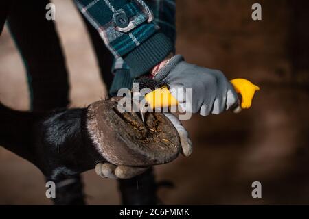 Ein Mädchen in grauen Handschuhen reinigt die Hufe des Pferdes mit einem speziellen Häkeln. Reinigung der Hufe eines Lorbeerpferdes. Stockfoto