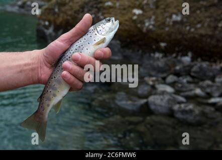 Frisch gefangener kleiner Regenbogenforellenfisch in der Hand eines Fischers. Vor dem Loslassen Norwegen Stockfoto