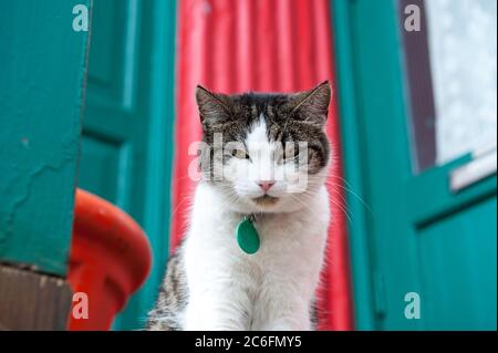 Seriöse Katze in Reykjavik auf einem leuchtend roten und grünen Haushintergrund Stockfoto